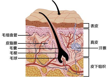 皮肤表皮层