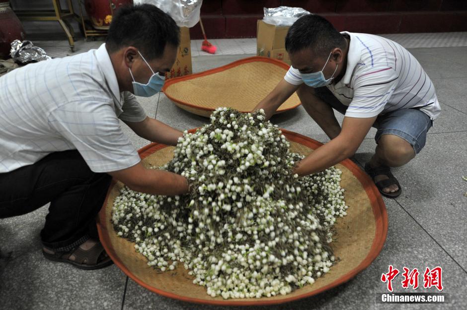 7月酷暑,茉莉花茶的主要原料茉莉花已经开始采摘.