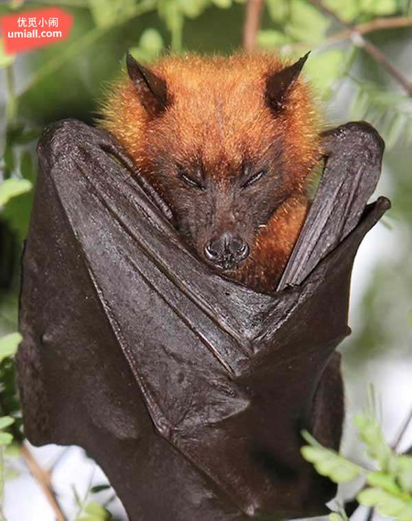 巨舌蝙蝠图片