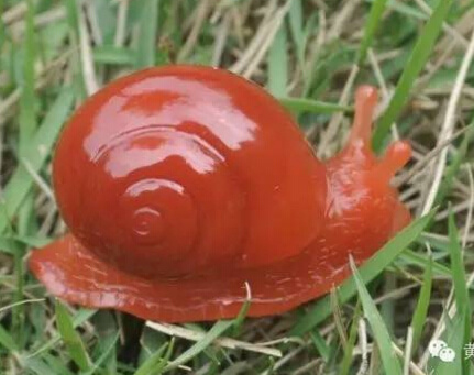 水里养的红色蜗牛图片图片
