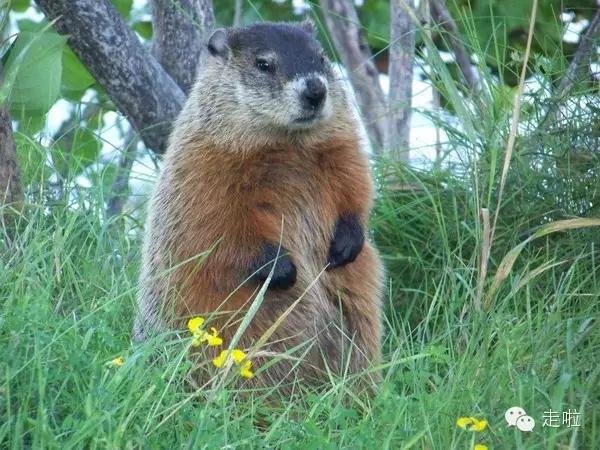 盤點國外10大萌蠢國寶動物,大熊貓完敗?