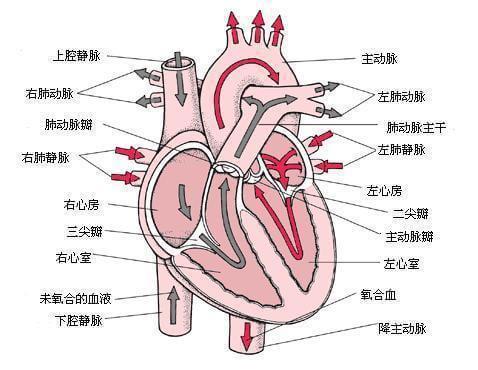 支气管动脉灌注化疗联合热疗治疗非小细胞肺癌的近期疗效分析