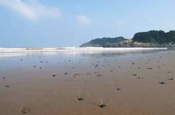 乍浦东沙滩图片