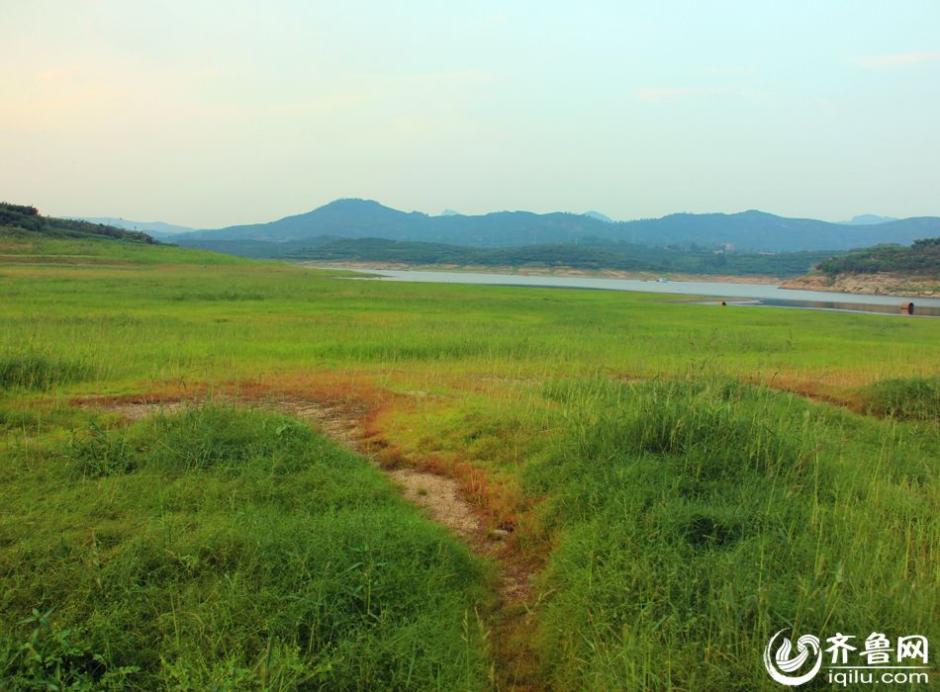 【組圖】山東蒙陰旱情緊張水庫乾涸 庫底野草瘋長變