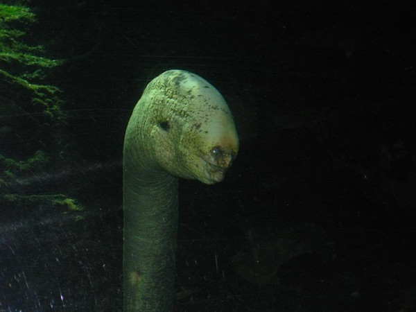 隐藏在海底最深处的7大奇葩动物