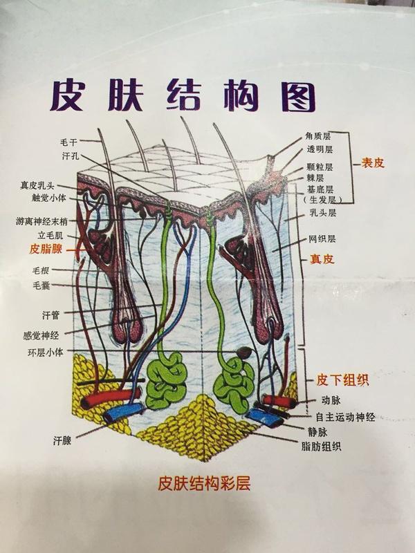 皮膚屏障受損怎麼辦?-搜狐