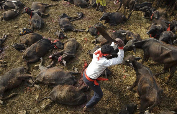 太殘忍!世界最大殺生祭祀活動—尼泊爾嘉蒂麥女神節屠殺幾十萬只動物