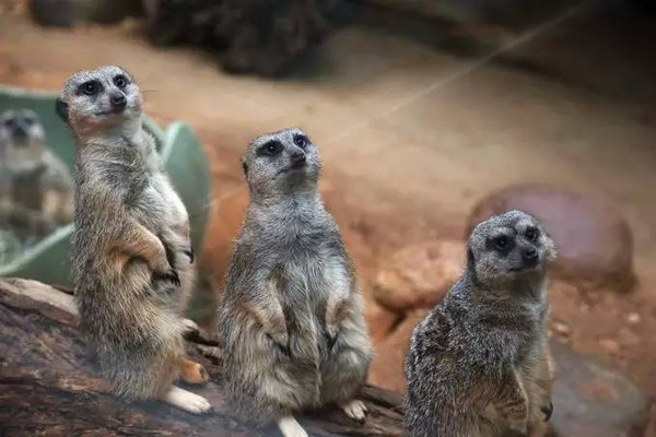 不能錯過全球最有趣的8個動物園