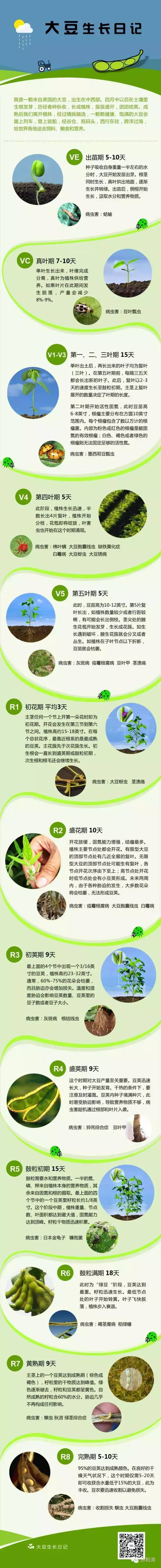 黄豆苗 种植方法图片
