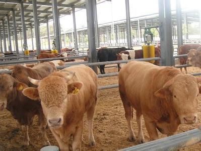 体型较小的肉牛指育肥结束体重350千克左右的品种牛,如巫陵牛,雷琼牛