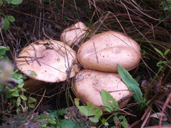 此种蘑菇只有野生,在高温多雨的夏季才会生长出来,因而此物在北方多是