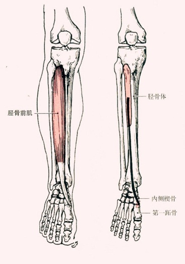 (通俗的理解是小腿前外側的那塊肌肉),作用為伸踝關節(背屈),使足外翻