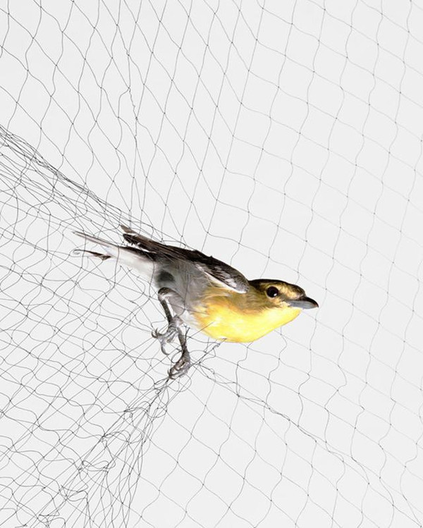 绝望!摄影师拍摄鸟儿被网捕后的惨状