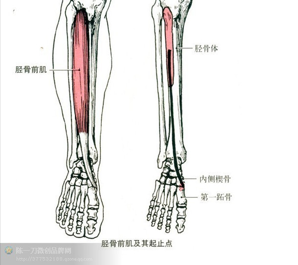 腓肠肌解剖图图片