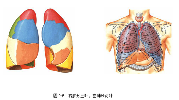 肺门:肺门阴影位于两肺中野内带左侧略高,由肺动