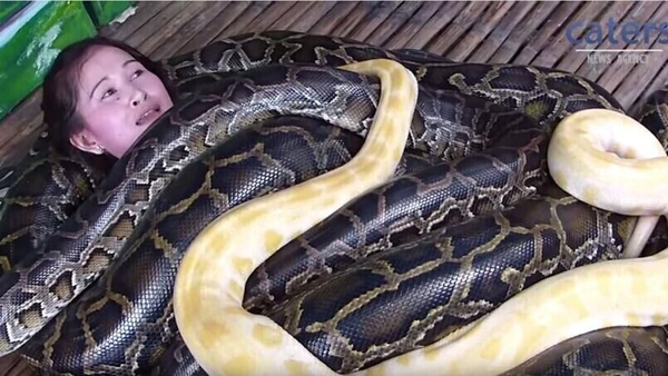 菲律宾动物园推出蟒蛇按摩刺激与惬意并存
