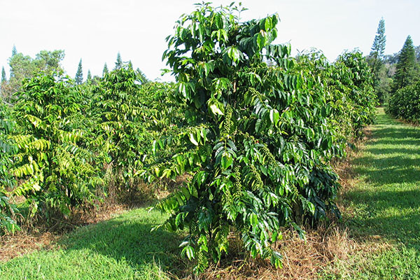 1,咖啡树的种植
