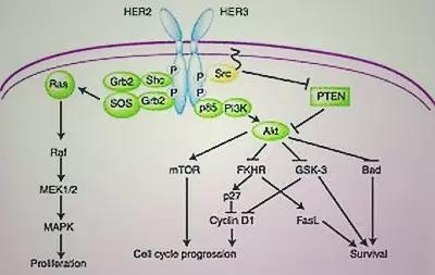 EGFR信号通路图片