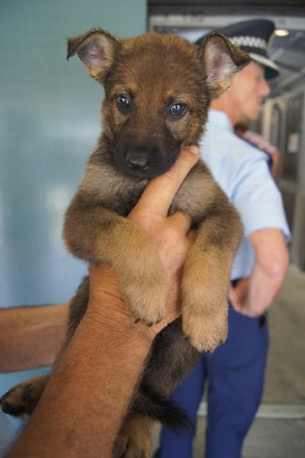 澳洲昆士兰警局的7只小警犬,被称为w幼犬队