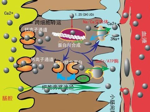 而在这个转运的过程当中并不需要维生素d的参与所以吸收是非常缓