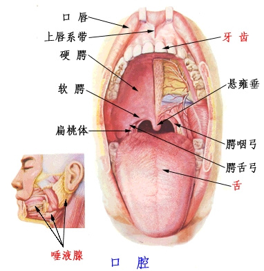 人的口腔结构图片大全图片