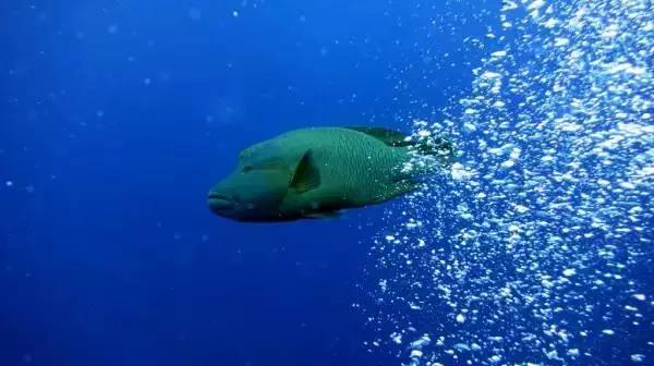 跟大寶一起玩例如巨型槌頭鯊,鯨鯊,馬林魚,旗魚乃至於鯨魚,它們會毫不