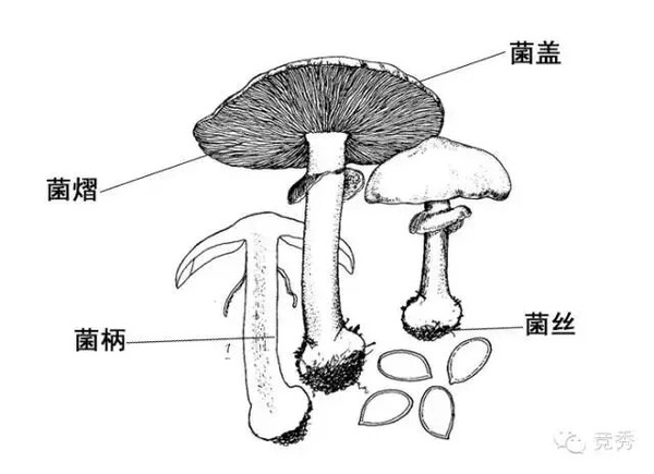 双孢菇子实体形态简图图片