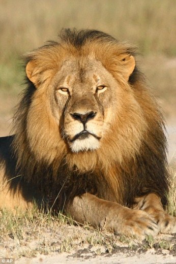焦点:狮子塞西尔的死使狩猎行业受到更严格的审查