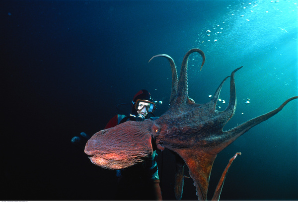 深海章鱼实验室图片图片
