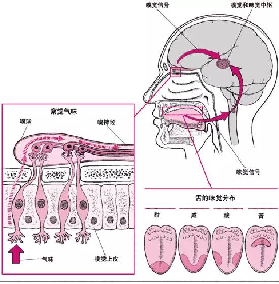 美食 正文 而嗅覺系統卻可以分辨1萬多種氣味.