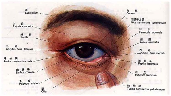 眼结膜囊内图片