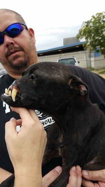 比特犬被虐待至失去鼻子,上口腔,牙齒外露