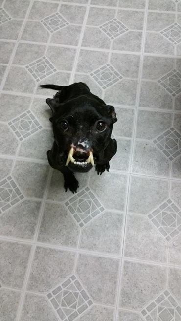 比特犬被虐待至失去鼻子,上口腔,牙齿外露