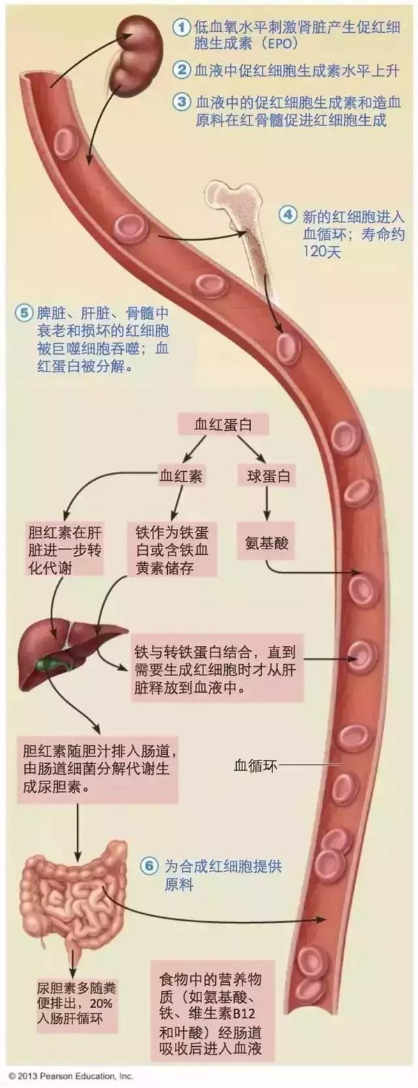 血细胞的生成过程图解图片