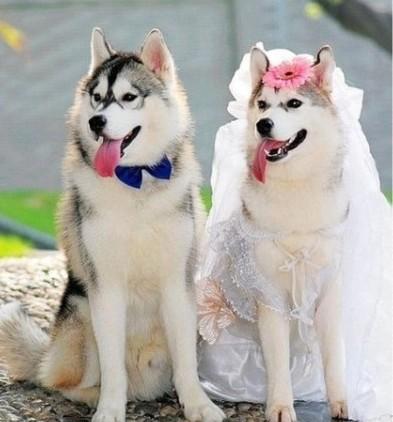 一对对狗男女拍的婚纱照,羡煞旁人