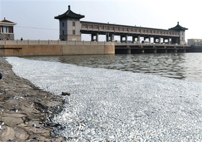 天津海河死鱼河段未检出氰化物 称往年多见