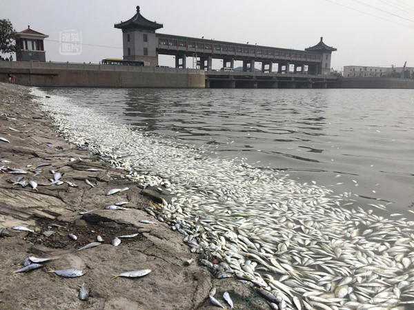 天津水塘死鱼照片图片