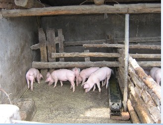 谁还记得农户猪圈养猪的事情?喂养心得