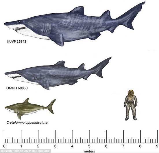 6米的德州巨根丽棘鲨和另一种被视为现代大白鲨祖先的古鲨鱼creta