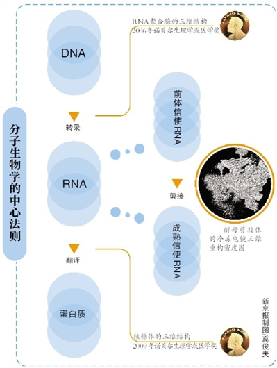 ¾Ѷ ·廪ѧ23վʩһоŶӡάṹRNA(Ǻ)ӵķӻɹᡣѧΪʩһŶӵһгɹõŵίԱ濼ǡ