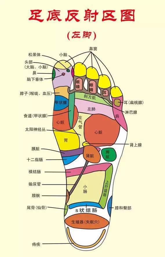 脚掌关节图解图片