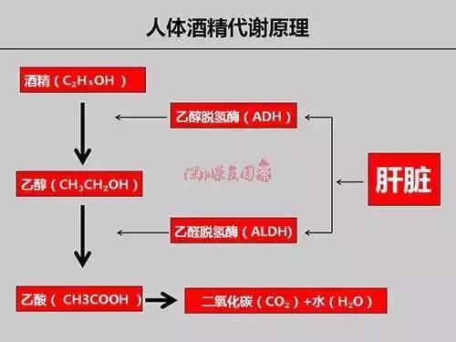 最后在肝脏处进行代谢,将一部分乙醇分解为乙酸,二氧化