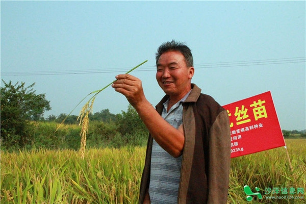 沙洋曾集荃優絲苗實打實收現場會500名農戶喝彩