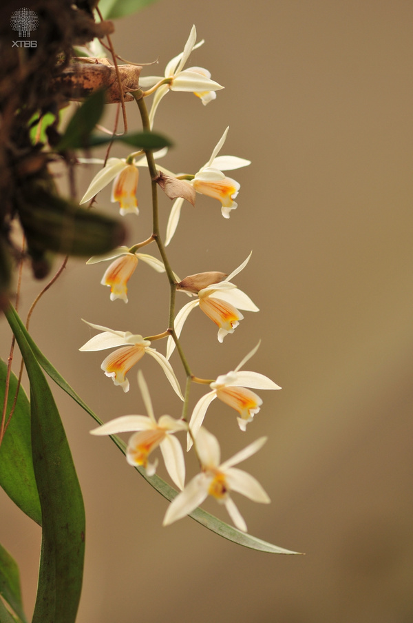 慄鱗貝母蘭coelogyne flaccida:攝影:楊雲圖片:西雙版納熱帶植物園