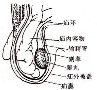 男性阴囊的位置图片