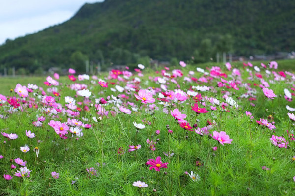 【麗江文海】玉龍雪山腳下沉醉波斯菊花海