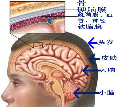 人的大脑在头部位置图图片