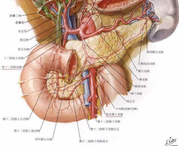 十二指肠上动脉解剖图图片