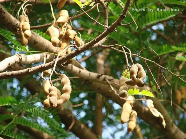 酸豆树果实图片