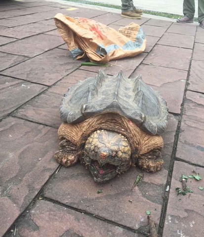 均不得上飛機;外來物種,國家重點保護動物不能上機